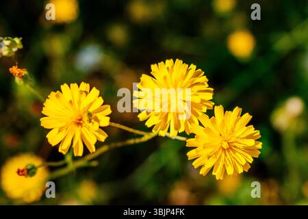 Fiore di dente di leone. Il Taraxacum officinale, il dente di leone o dente comune, è una pianta erbacea perenne della famiglia delle margherite, Asteraceae. Foto Stock