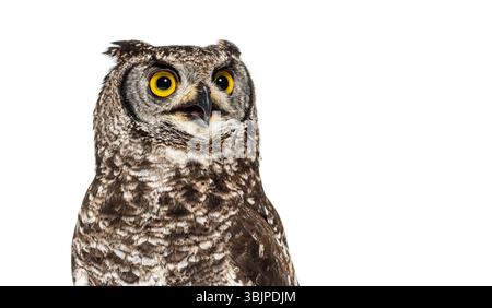 Colpo alla testa di un gufo maculato, bubo africanus o gufo maculato africano che guarda lontano, isolato sul bianco Foto Stock