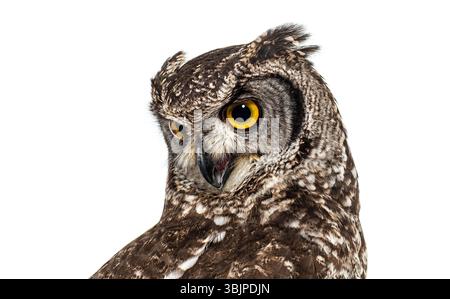 Colpo alla testa di un gufo maculato, bubo africanus, che gira la testa e guarda in basso, isolato sul bianco Foto Stock