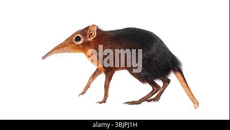 Toporagno di elefante nero e ruvido, Rhynchocyon petersi, che cammina e mostra il suo caratteristico muso lungo, appuntito, isolato sul bianco Foto Stock