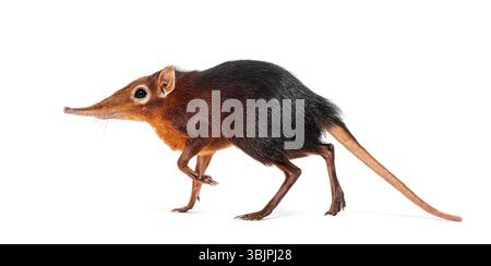 Toporagno di elefante nero e ruvido, Rhynchocyon petersi, che cammina e mostra il suo caratteristico muso lungo, appuntito, isolato sul bianco Foto Stock