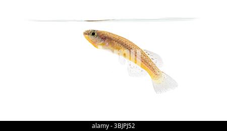 Femmina di pesce al dettaglio blu, Fundulopanchax gardneri, isolato su bianco Foto Stock