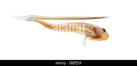 Femmina di pesce al dettaglio blu, Fundulopanchax gardneri, isolato su bianco Foto Stock