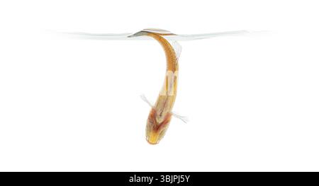 Femmina di pesce al dettaglio blu, Fundulopanchax gardneri, isolato su bianco Foto Stock