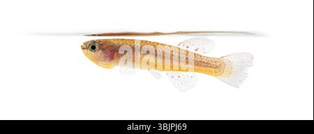 Femmina di pesce al dettaglio blu, Fundulopanchax gardneri, isolato su bianco Foto Stock