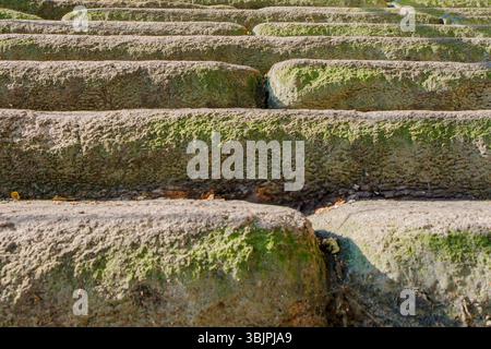 Scalini in pietra, ricchi di consistenza e ricoperti da macchie di muschio verde, salgono su una collina sotto una luce naturale soffusa. La superficie irregolare suggerisce Foto Stock
