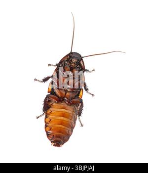 Vista ventrale di una gromphadorhina portentosa, nota anche come scarafaggio sibilante del madagascar, adagiata sulla schiena su sfondo bianco Foto Stock
