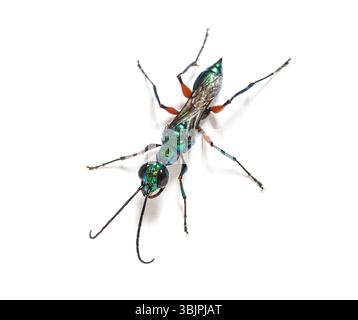 Vespa di scarafaggio smeraldo, Ampulex compressa, isolata su bianco Foto Stock