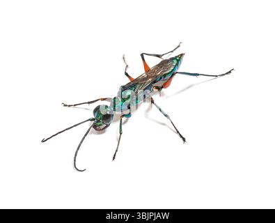 Vespa di scarafaggio smeraldo, Ampulex compressa, isolata su bianco Foto Stock
