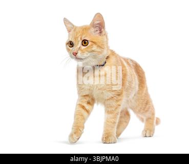 Adorabile gattino di zenzero con colletto blu, che cammina con grazia e guarda lateralmente su uno sfondo bianco pulito Foto Stock