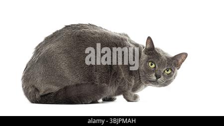 Il gatto Korat accovacciandosi e girando la testa, isolato sul bianco Foto Stock
