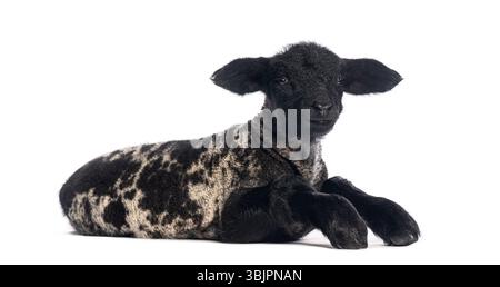 Adorabile agnello poggiato su uno sfondo bianco, che mostra il suo affascinante pile con motivi neri e bianchi Foto Stock