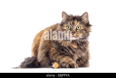Adorabile gatto dai capelli lunghi sdraiato e dall'aspetto, isolato su sfondo bianco Foto Stock