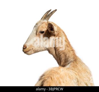 Ritratto di una giovane capra che gira la testa per guardarsi dietro, isolata sul bianco Foto Stock