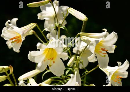Thunb Lilium lancifolium a fiore bianco. Oppure Tiger Lily, con fiori a forma di tromba e foglie lanceolate in luce naturale su sfondo scuro Foto Stock