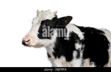 Primo piano di una mucca Holstein frisona nera e bianca con un'espressione calma Foto Stock