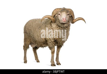 Pecora di Arles Merino, ariete, di 3 anni, isolata sul bianco, Remastered Foto Stock
