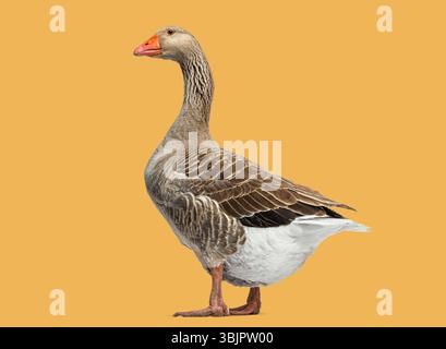 Ritratto integrale di una singola oca domestica, Anser anser domesticus, in piedi, isolata sull'arancio Foto Stock