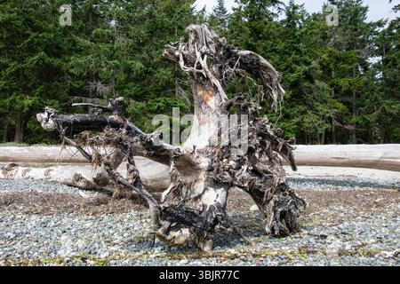 Driftwood su Rathtrevor Beach a Parksville, British Columbia, Canada Foto Stock
