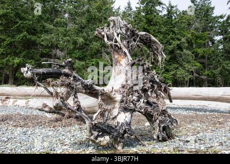 Driftwood su Rathtrevor Beach a Parksville, British Columbia, Canada Foto Stock