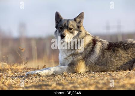 La donnola Laika della Siberiana orientale (husky di razza correlata) scomparve nella brushwood Foto Stock