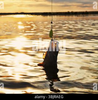Pesca al tramonto. Cattura del pesce predatore sulla filatura. Colori del tramonto sulla superficie dell'acqua, sentiero soleggiato dal sole basso. Posate su cucchiaino giallo Foto Stock