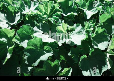 Piante di ALCHEMILLA MOLLIS. Foglie verdi brillanti a ventaglio coprono densamente l'area. I loro bordi sono leggermente seghettati e la superficie appare vellutata, Foto Stock
