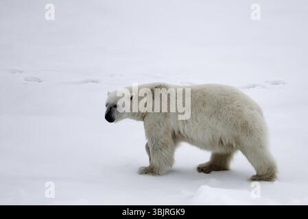 Orso polare vicino al Polo Nord (86 e 87 gradi di latitudine nord). Mai visto persone e navi maschio adulto si avvicinò a grandi rompighiaccio atomico Foto Stock