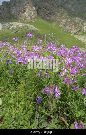 Salice alpino (Epilobium fleischeri, Chamaenerion fleischeri) - pianta alpina (coriphad) sulla moraina di confine, prato secco (acrofitia). Vicinanza o Foto Stock