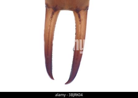 Bug del rullo di estrazione (giant earwig, Labidura riparia, Dermaptera) ultra macro ritratto, una parte del corpo, isolato su bianco, cerci maschio (pinze) con aragosta artiglio Foto Stock