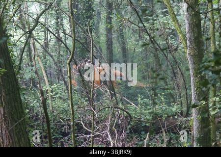 Auto sulla misteriosa strada della foresta nebbiosa. La foresta decidua di pianura dell'Europa centrale, della Francia, dell'Europa Foto Stock