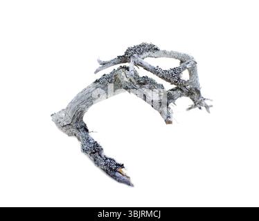 Pezzo di intatto morto per cause naturali albero Foto Stock