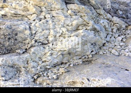Capo naso bianco in stretto di Ugra dal Mar di Barents Mare di Kara, Oceano Artico Foto Stock