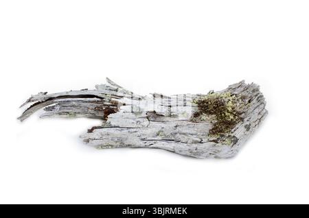 Pezzo di intatto morto per cause naturali albero Foto Stock