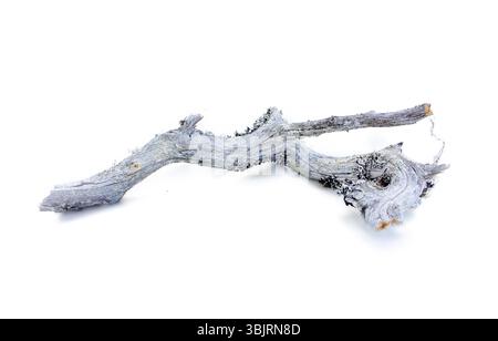 Pezzo di intatto morto per cause naturali albero Foto Stock