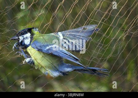 Studi scientifici di migrazione di uccelli 1. Gli ornitologi uccelli di cattura per la suoneria utilizzando speciali reti da nebbia Foto Stock