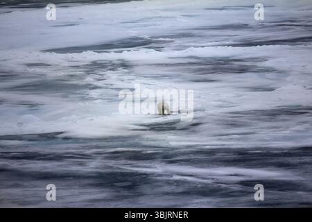 Orso polare vicino al Polo Nord (86 e 87 gradi) 2016. Il comportamento di caccia. Maschio nella caratteristica posa, in attesa presso la tenuta vicino al foro (postura mettendo le gambe per Foto Stock