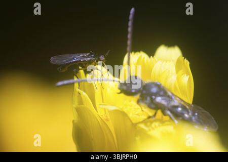 Robber fly (Asilidae) blu-nero, piccolo predatore, potente mascella e capelli e vespa da terra (scavatori, a destra). Finestra nel mondo di ultra macr Foto Stock
