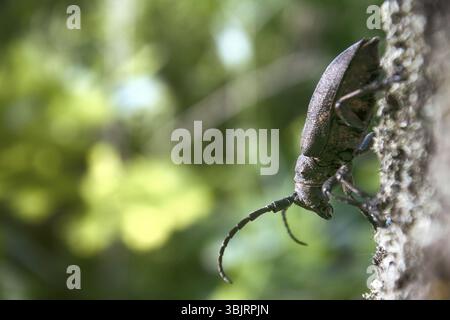 Longhorn beetle strisciando sul - forte beetle e corteccia ruvida Foto Stock