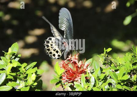 Enorme farfalla (12 cm) raccoglie nettare da un fiore di gelsomino dell'india occidentale (Ixora coccinea). Farfalla a coda di rondine Polimnestor (Papilio Polimnestor) Foto Stock