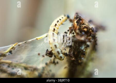 Caterpillari di falena tessuta yponomeuta evonymella. Macrofotografia caterpillar, messa a fuoco morbida Foto Stock