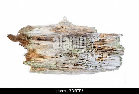 Pezzo di intatto morto per cause naturali albero Foto Stock