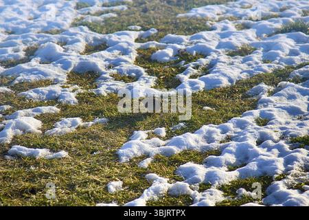 Primavera dell'Herald. Il primo esemplare (larice eurasiatico (Alauda arvensis) è arrivato da sud e si nutre della superficie scongelata nella neve. Fenologia Foto Stock