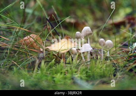 Piccola e graziosa di funghi in erba sottile foglie, haircap e yellow leaf di Aspen. Nostalgia di autunno e foresta Foto Stock