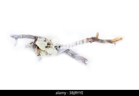 Pezzo di intatto morto per cause naturali albero Foto Stock