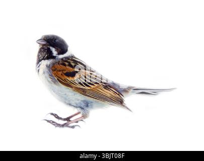 Voce maschile Reed Bunting, capinera (Emberiza schoeniclus, maschio) arbusto bird, abitante delle paludi con erba e sedge Foto Stock
