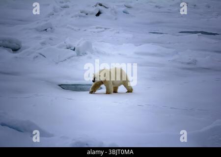 Orso polare vicino al polo nord (86-87 gradi di latitudine nord) 2016. Mai visto persone e navi uomini adulti si avvicinarono a grandi rompighiaccio atomico Foto Stock