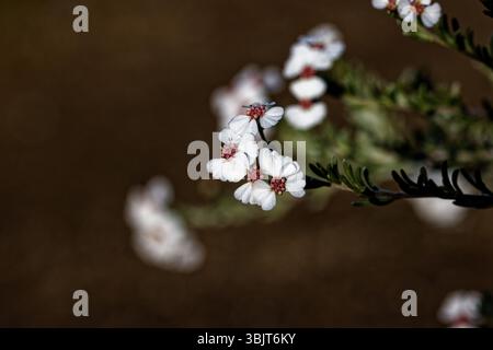 Eriocephalus africanus è un arbusto cespuglioso originario del Sudafrica. Ha un'ampia distribuzione nel Capo Occidentale e Orientale, e nel Namaqualand. Foto Stock