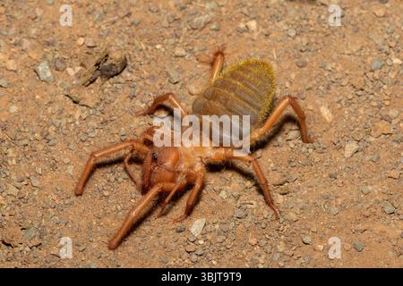 Primo piano di un bellissimo solifuge a gambe rosse (Solpugema sp) in cerca di cibo nella natura selvaggia del Capo Orientale, in Sudafrica Foto Stock