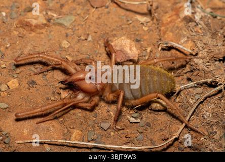 Primo piano di un bellissimo solifuge a gambe rosse (Solpugema sp) in cerca di cibo nella natura selvaggia del Capo Orientale, in Sudafrica Foto Stock